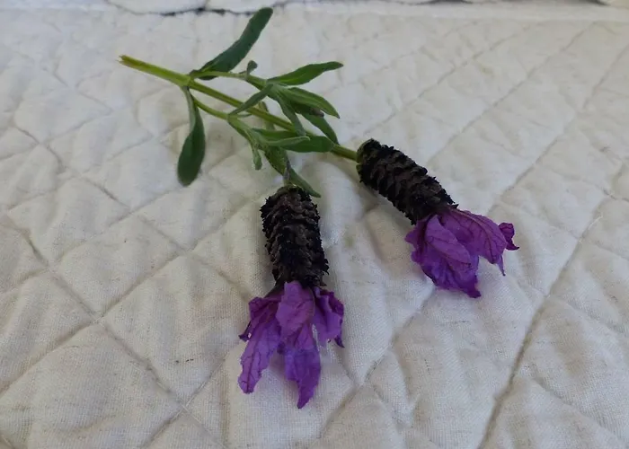 Charmante Petite Maison A L'entree De Tropez Nyaraló Saint-Tropez