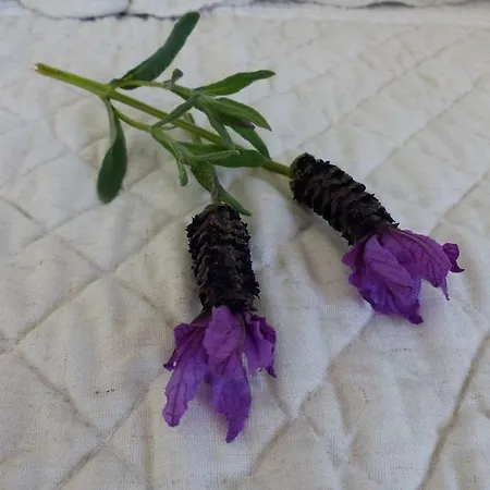 Charmante Petite Maison A L'éntrée De Tropez Casa vacanze Saint-Tropez